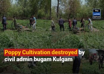 Poppy Cultivation destroyed by Civil Admin Bugam Kulgam
