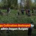 Poppy Cultivation destroyed by Civil Admin Bugam Kulgam