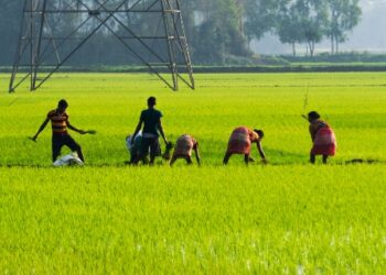 Kashmir Valley’s Aromatic Mushkbudij Rice all set to hit International Market
