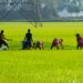 Kashmir Valley’s Aromatic Mushkbudij Rice all set to hit International Market