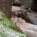 Cloudburst triggers flashflood in Kulgam villages
