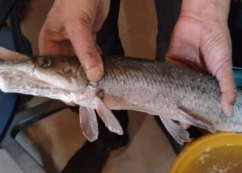 In a first, ‘Alligator Gar’ fish found in Dal Lake