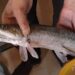 In a first, ‘Alligator Gar’ fish found in Dal Lake
