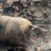 Woman Killed In LPG Cylinder Blast, 3-Storey House Gutted In Ali Kadal Srinagar