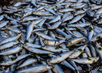 Thousands of fish found dead in Dal Lake