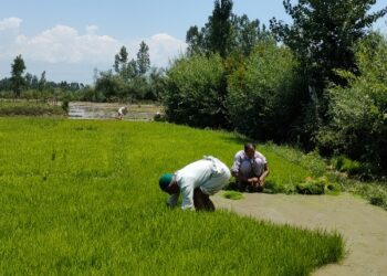 Farmers delay paddy transplantation due to inclement weather