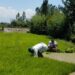 Farmers delay paddy transplantation due to inclement weather
