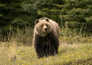 Man killed in wild bear attack at Cheerward village in Kokernag