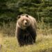 Man killed in wild bear attack at Cheerward village in Kokernag