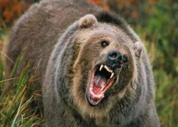27-yr-old youth injured in wild bear attack in Sonamarg