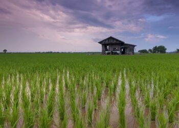 Once a rice bowl, Kulgam loses 8,000 hectares of agricultural land in a decade