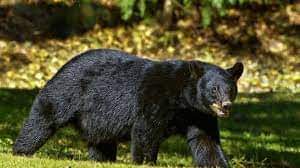 Black Bear Leaves 3 Persons injured in Mawar Handwara