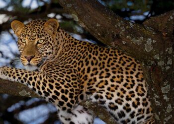 Leopard sighted near Badamwari Park, Sgr; police ask locals not to venture out unnecessarily