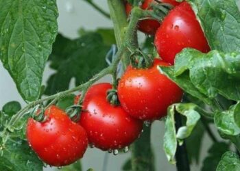 ‘No more tomato shortage in valley, prices go down’
