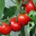 ‘No more tomato shortage in valley, prices go down’