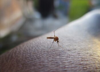 144 dengue cases reported in J&K this year so far