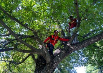 Kerala man trains farmers in Kashmir tree climbing skills