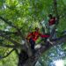 Kerala man trains farmers in Kashmir tree climbing skills