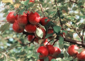 Pest attack worries apple orchardists in south Kashmir
