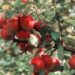 Pest attack worries apple orchardists in south Kashmir