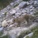 Camera traps reveal thriving Snow Leopard population in Kishtwar’s High Altitude National Park
