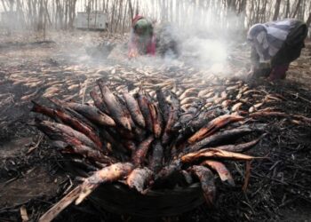 As temperature plummets, smoked fish (Phari), a winter delicacy in huge demand in Kashmir