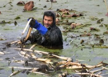Nadur production on decline due to rising water pollution
