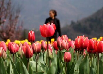 Sun or snow, Tulips set to bloom, mesmerize tourists soon