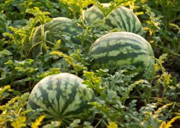 Doctors’ warning about artificial ripened fruits leads to 50 pc drop in watermelon sales