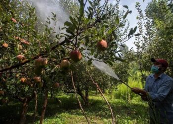 Persistent Rainfall Disrupts Spray Schedules for Kashmiri Apple Growers