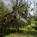 Persistent Rainfall Disrupts Spray Schedules for Kashmiri Apple Growers