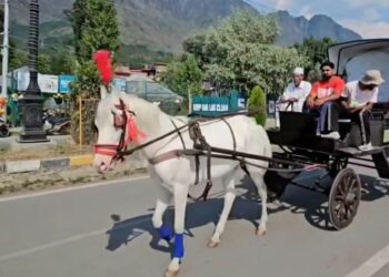 Revival of traditional mode of transportation: Sgr youth comes up with ‘Royal Horse Cart’,