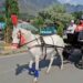 Revival of traditional mode of transportation: Sgr youth comes up with ‘Royal Horse Cart’,