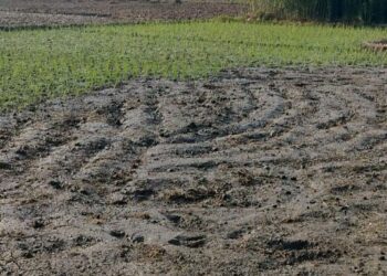 Irrigation Department Fails to Provide sufficient Water During Crucial Paddy Sapling Season in Nowpora and Kilam village of Kulgam district