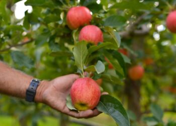 Kashmiri Apple Growers ‘Relax’ as Bangladesh Crisis Eases Ahead of Harvest