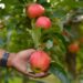Kashmiri Apple Growers ‘Relax’ as Bangladesh Crisis Eases Ahead of Harvest
