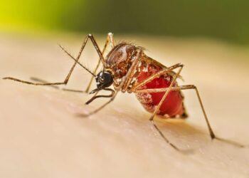 Dengue cases rise in J&K; doctors call for preventive measures