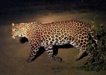 Kashmir: Minor girl killed in Leopard Attack in Tral