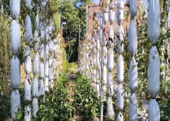 In a first: Mushk Budji cultivation successfully expanded in Kulgam
