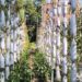 In a first: Mushk Budji cultivation successfully expanded in Kulgam