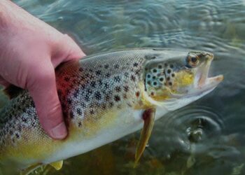 Miscreants use electric current to kill the fish in Kulgam’s Veshow, admin silent