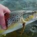 Miscreants use electric current to kill the fish in Kulgam’s Veshow, admin silent