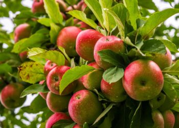Apple storage rates reduced in Kashmir amid decline in production