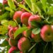 Apple storage rates reduced in Kashmir amid decline in production