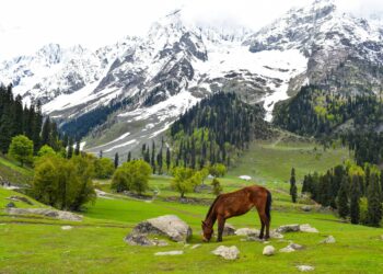 From 58k to 6 lakh, Sonamarg records rise in tourist surge in last 5 years