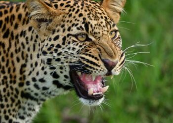Leopard takes away minor boy in Kulgam village