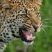 Leopard takes away minor boy in Kulgam village