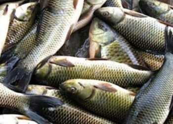 Over 3000 trout fish found dead in Kulgam’s Kilam, owner cite contaminated water from ongoing Brazloo bridge construction