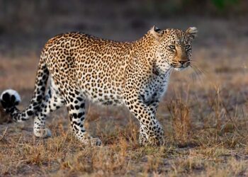 Wildlife dept installs cages following minor’s killing in leopard attack in Kulgam village