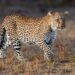 Wildlife dept installs cages following minor’s killing in leopard attack in Kulgam village